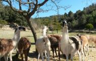 Lamas welcome the visitors