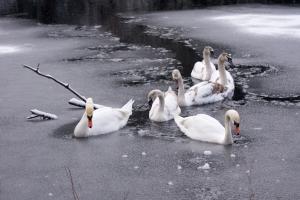 Blackford-pond-swans -in ice